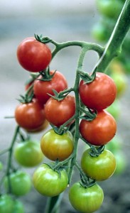 pomidory 129 