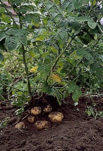 ziemniaki 045