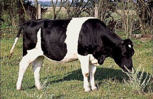 krowa 009