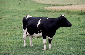 krowa 010