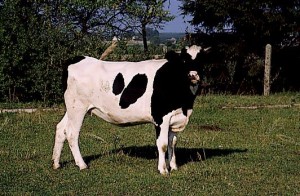 krowa 011