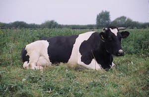 krowa 039