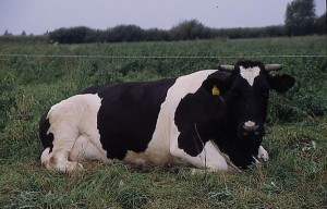 krowa 050