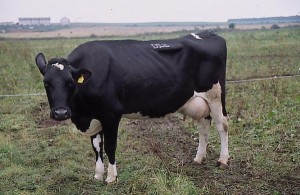 krowa 051