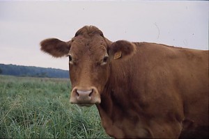 krowa 069