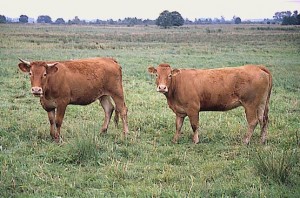 krowa 076