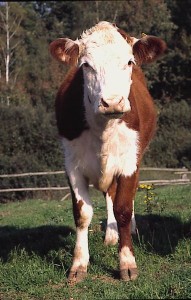 krowa 078