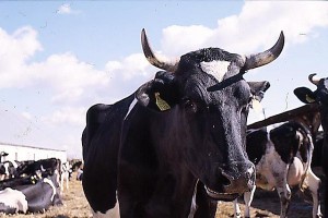 krowa 106