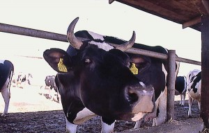 krowa 112