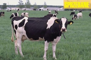 krowa 125