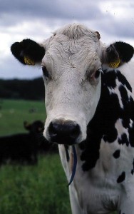 krowa 164