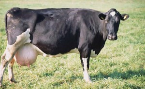krowa 184