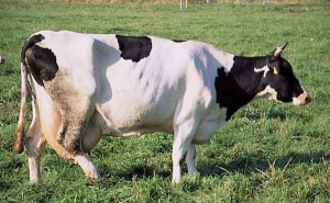 krowa 185