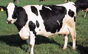 krowa 188