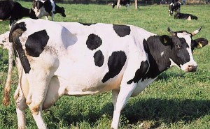 krowa 189