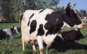 krowa 191