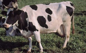 krowa 192
