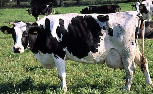 krowa 193