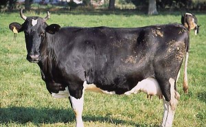 krowa 194