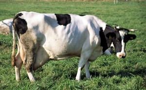 krowa 195