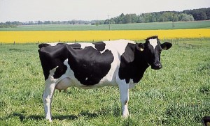 krowa 221 
