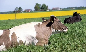 krowa 224 