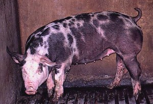 swinia 008