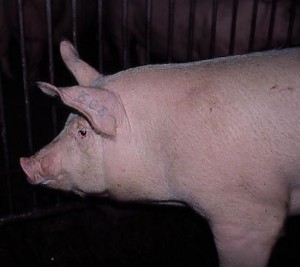 swinia 041