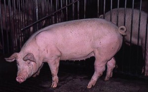 swinia 044